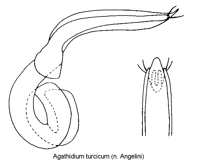 agathidium_turcicum.gif