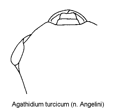 agathidium_turcicum_k.gif