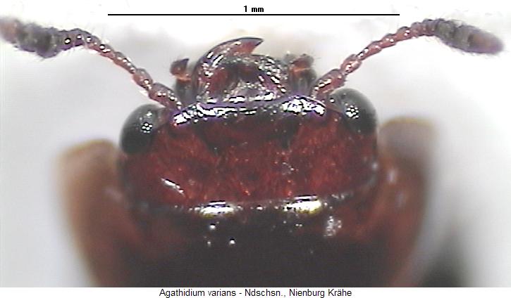 agathidium_varians_vk.jpg