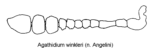 agathidium_winkleri_f.gif