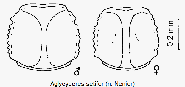 aglycyderes_setifer_hsch.gif