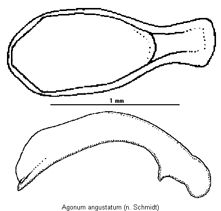 agonum_angustatum.gif