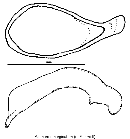 agonum_emarginatum.gif