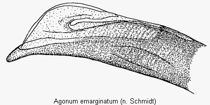 agonum_emarginatum_det.gif