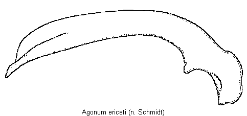 agonum_ericeti.gif