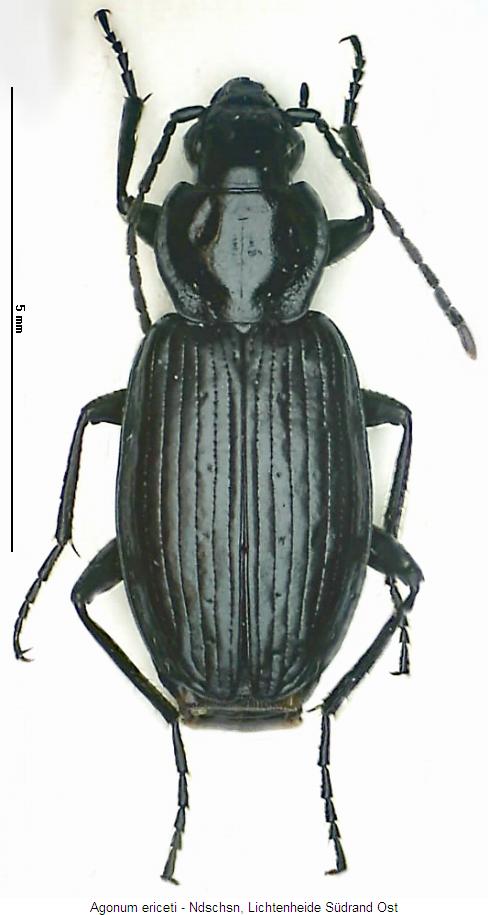 agonum_ericeti_hab.jpg