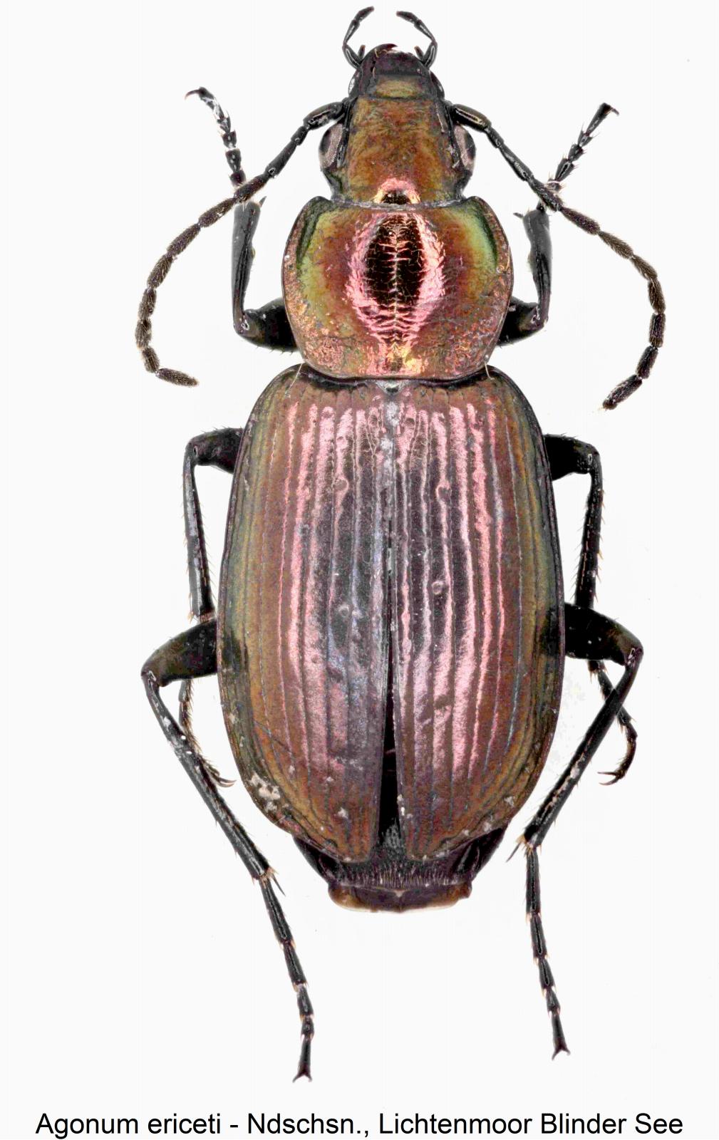 agonum_ericeti_hab3.jpg