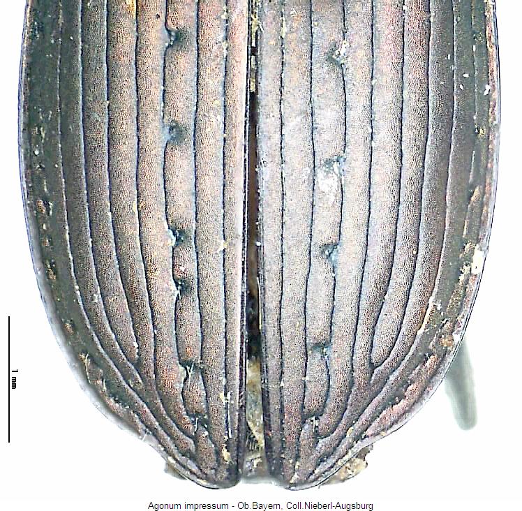agonum_impressum_fld.jpg