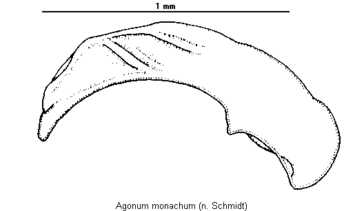 agonum_monachum.gif