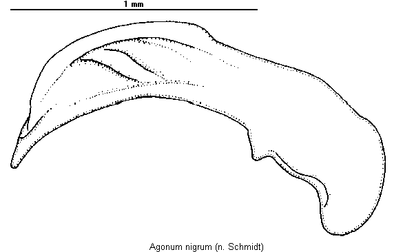 agonum_nigrum.gif