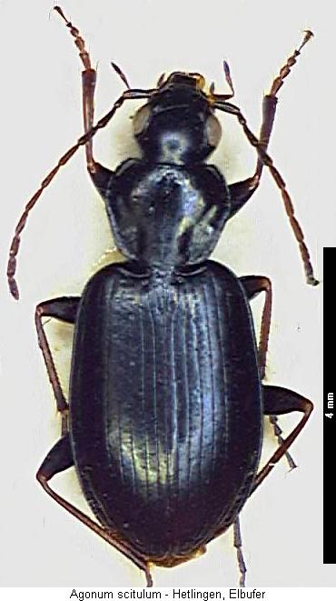 agonum_scitulum_hab.jpg