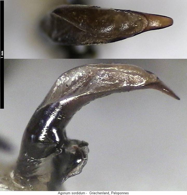 agonum_sordidum.jpg