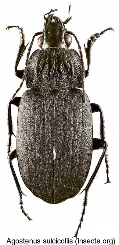 agostenus_sulcicollis.jpg