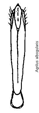 agrilus_albogularis.gif