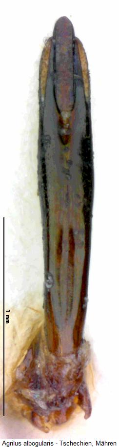 agrilus_albogularis.jpg