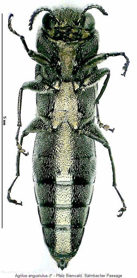 agrilus_angustulus_us.jpg