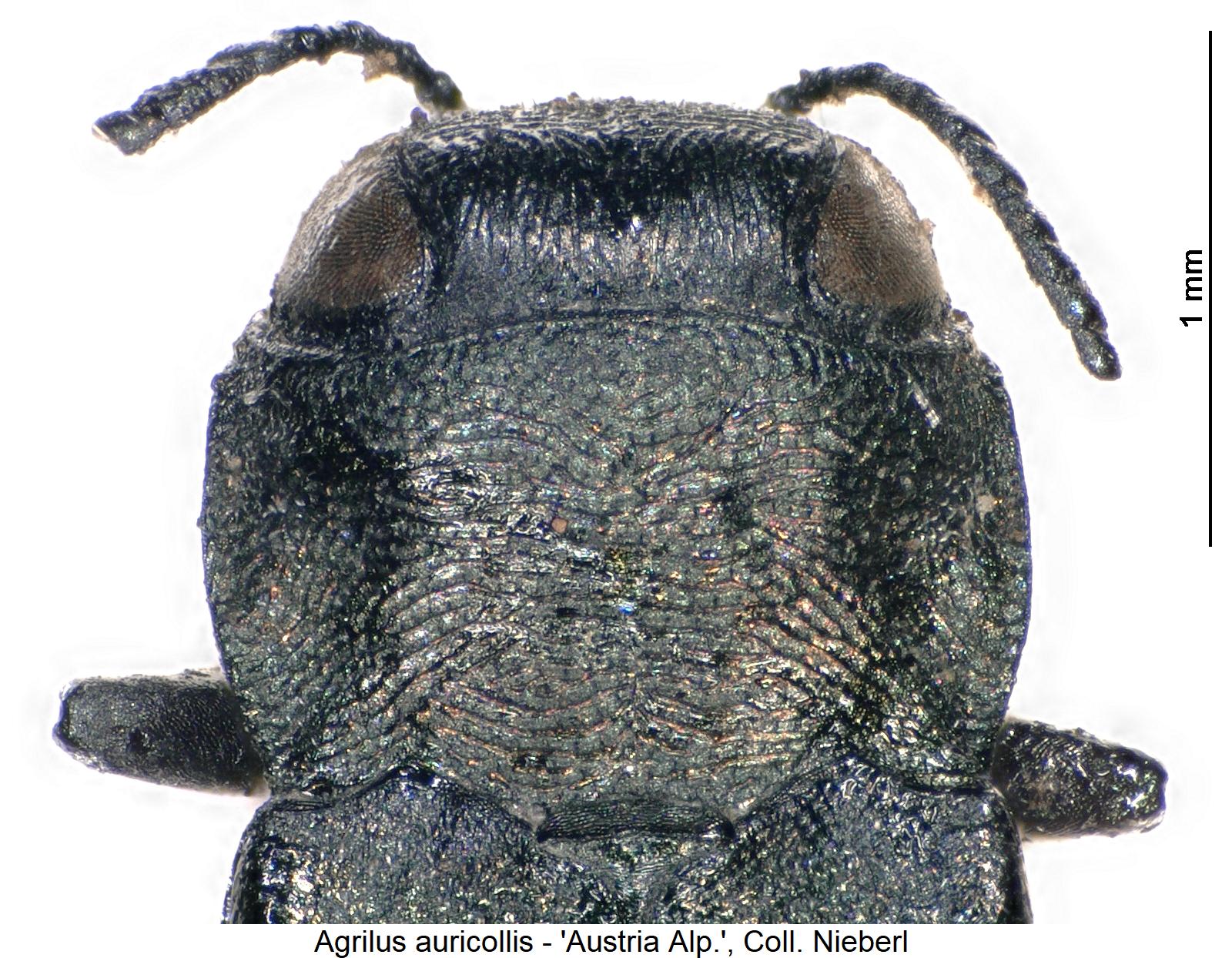 agrilus_auricollis_vk.jpg