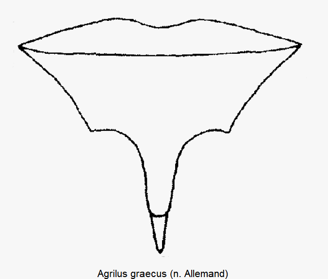 agrilus_graecus_vbr.gif