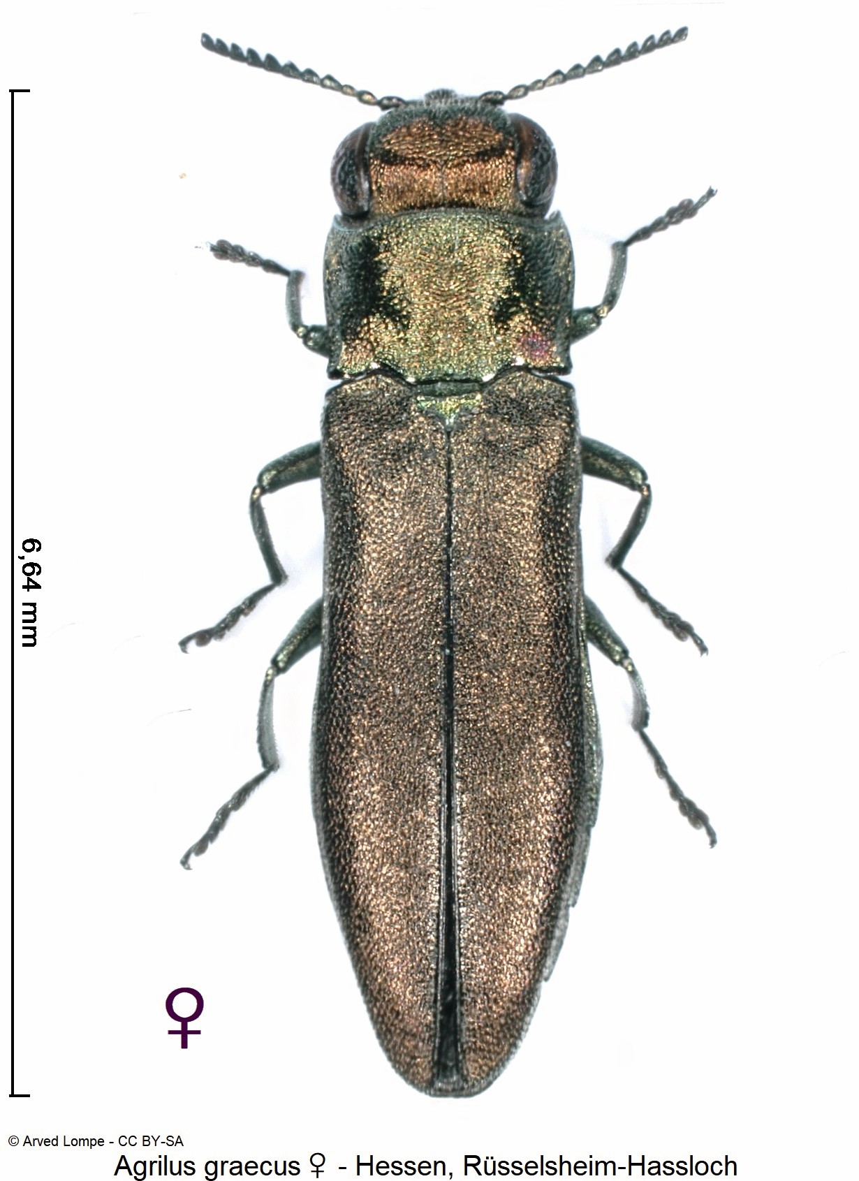 agrilus_graecus_w_hab.jpg