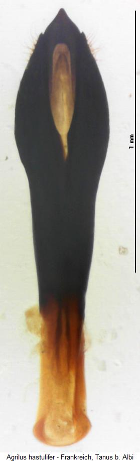 agrilus_hastulifer.jpg