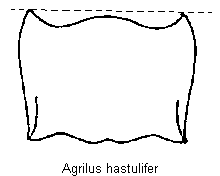 agrilus_hastulifer_hsch.gif