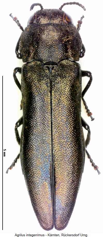 agrilus_integerrimus_hab.jpg