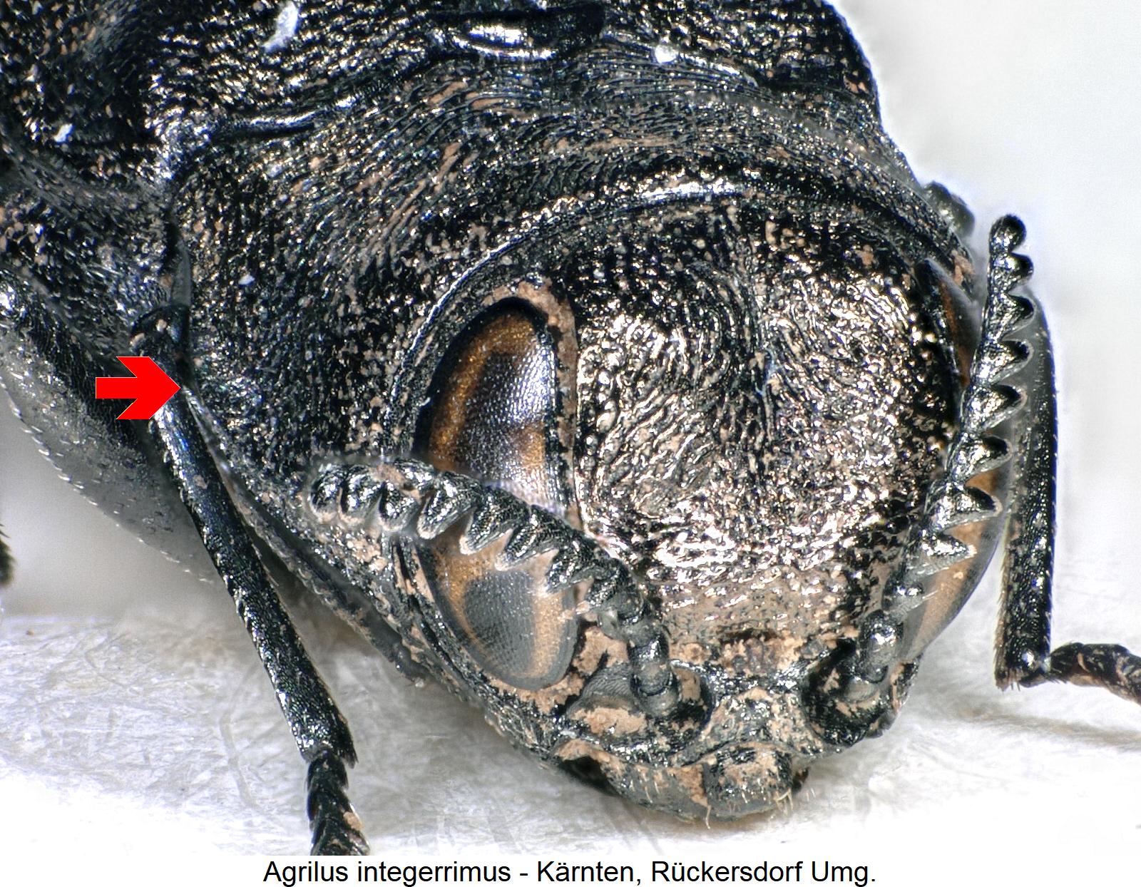 agrilus_integerrimus_vk.jpg