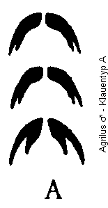 agrilus_klauentyp_a.gif