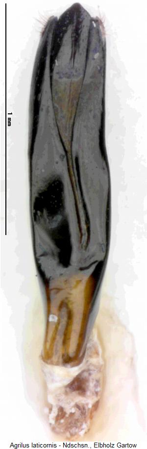 agrilus_laticornis.jpg