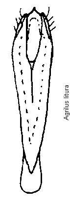 agrilus_litura.gif