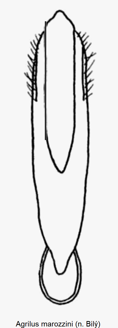 agrilus_marozzini.gif