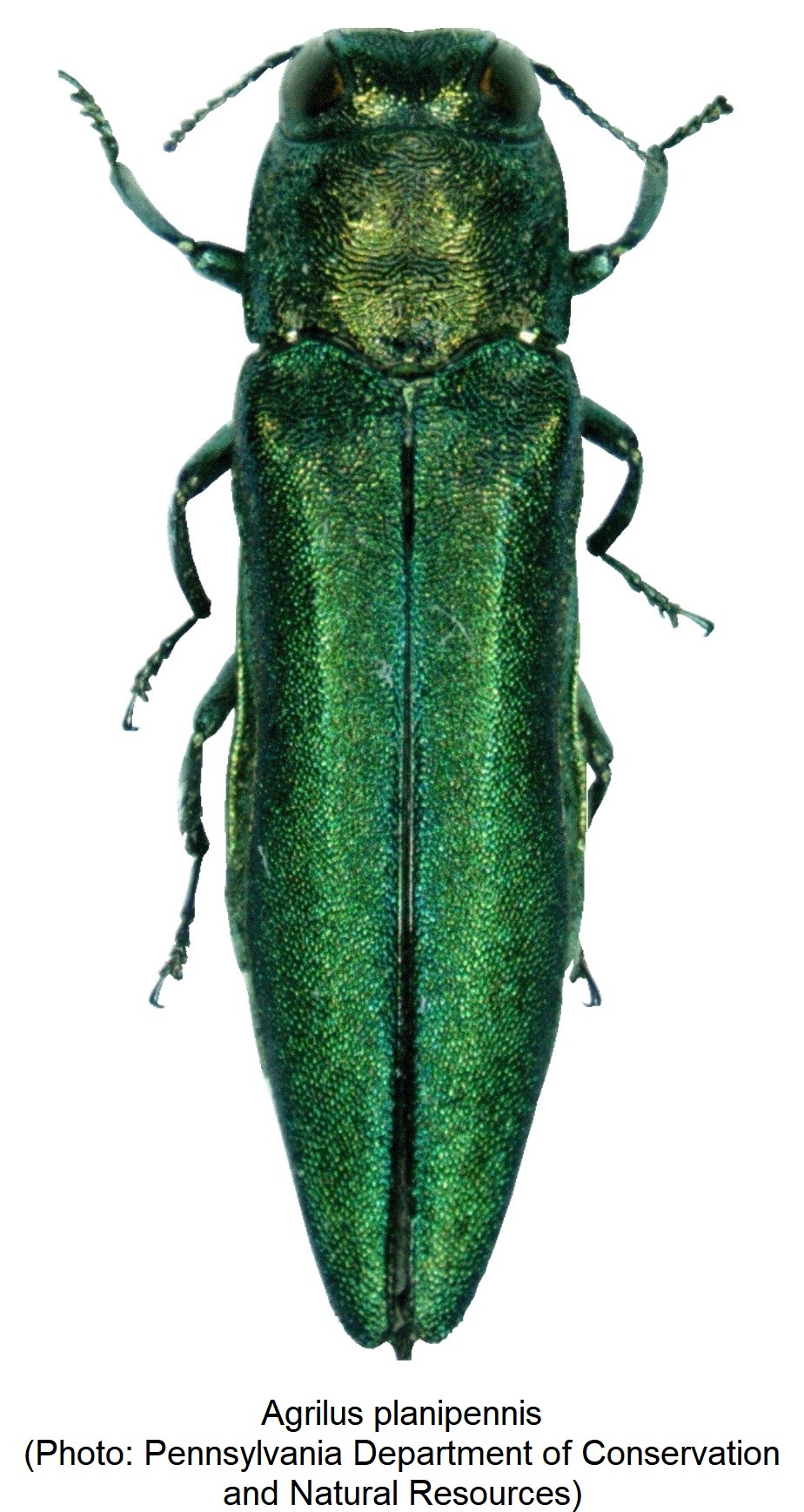 agrilus_planipennis_hab.jpg