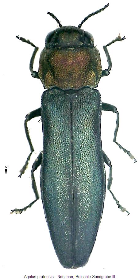 agrilus_pratensis_hab.jpg