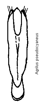 agrilus_pseudocyaneus.gif