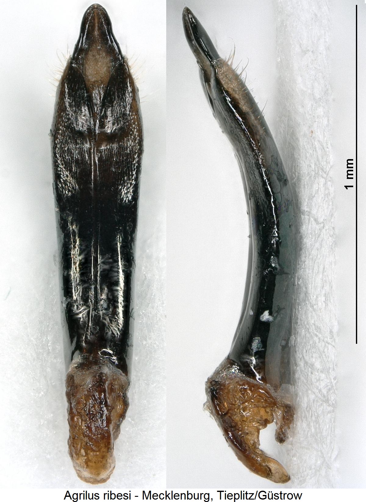 agrilus_ribesi-1.jpg