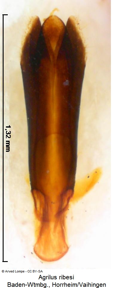 agrilus_ribesi.jpg