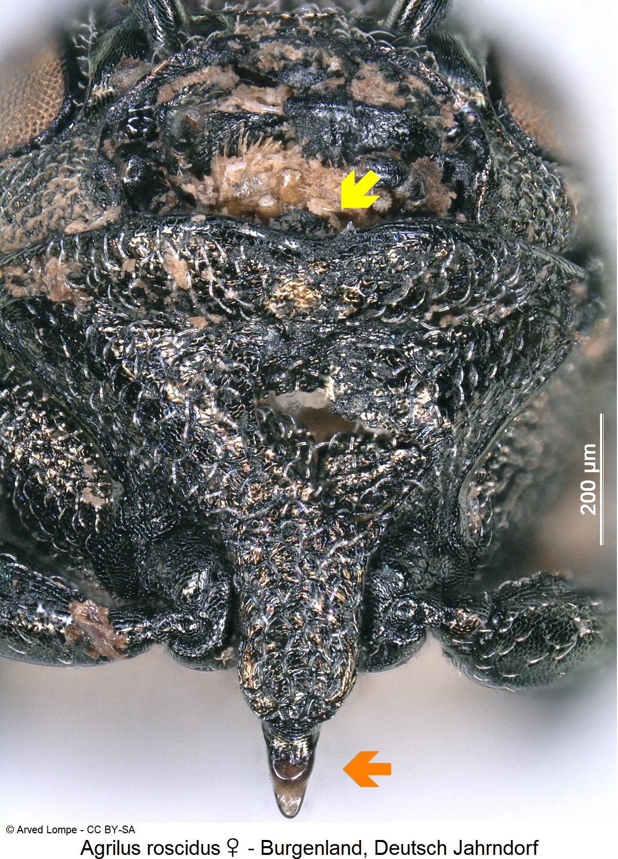 agrilus_roscidus_w_ck7438_us_vbr.jpg