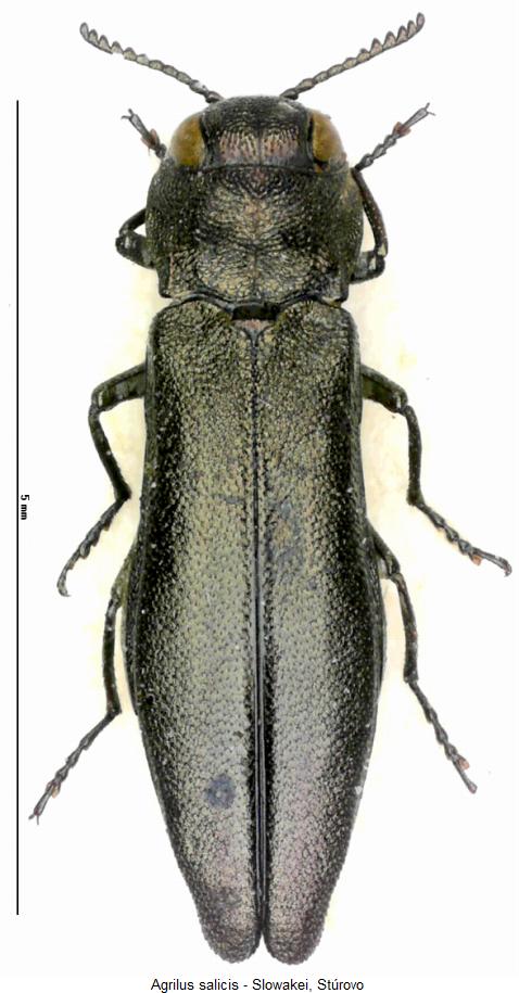 agrilus_salicis_hab.jpg