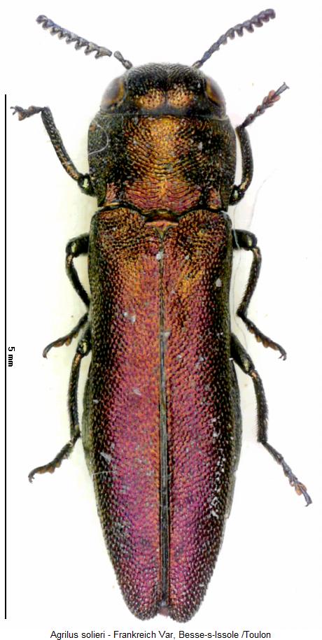 agrilus_solieri_hab.jpg