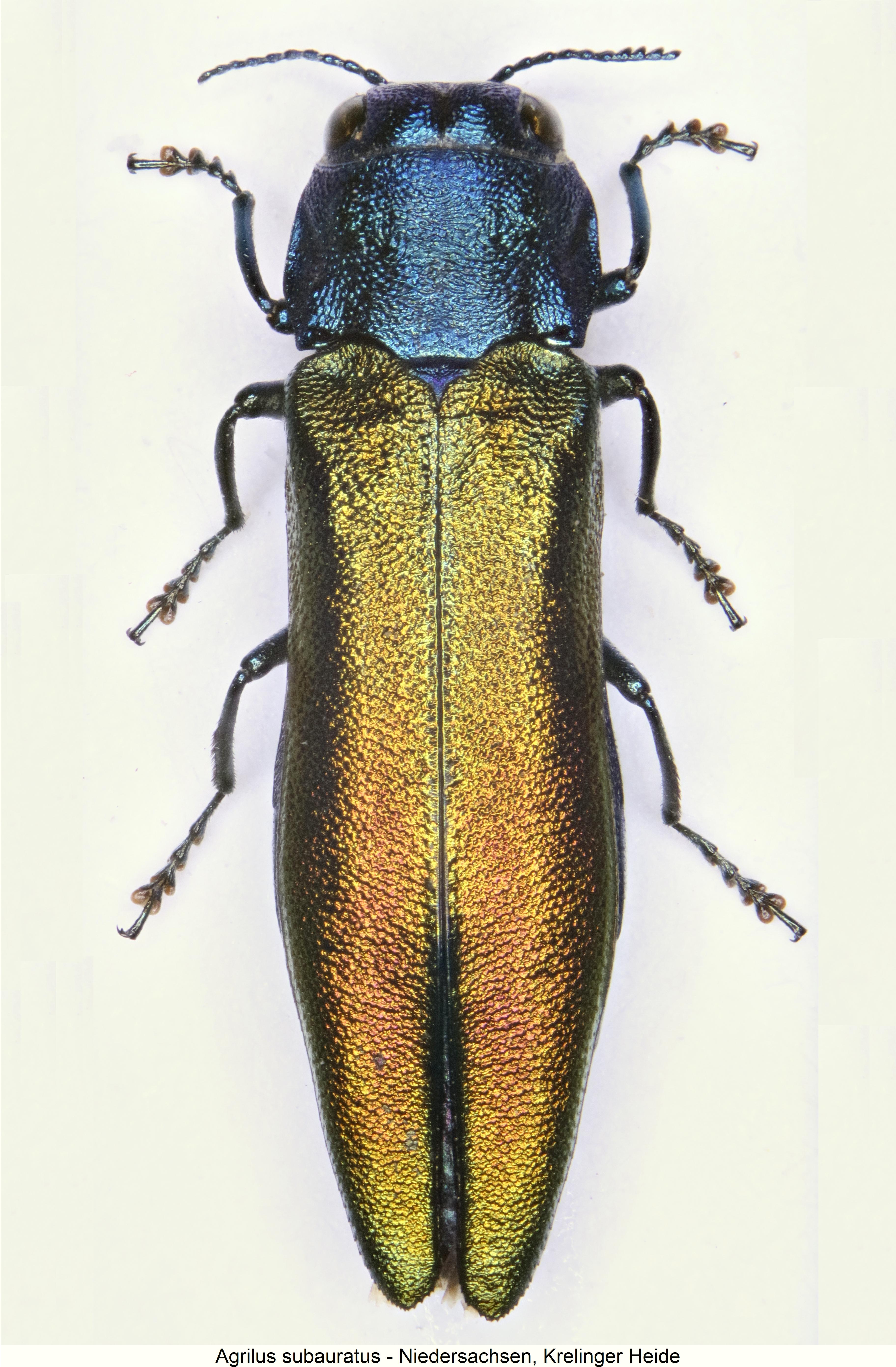 agrilus_subauratus_hab2.jpg