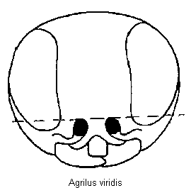 agrilus_viridis_k.gif