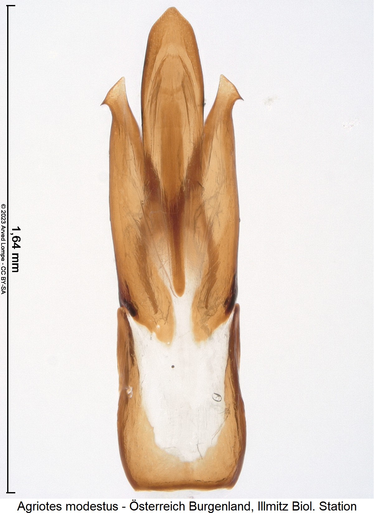 agriotes_modestus_$28562149.jpg