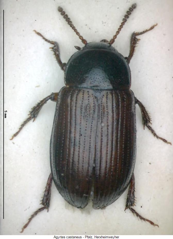 agyrtes_castaneus_hab.jpg
