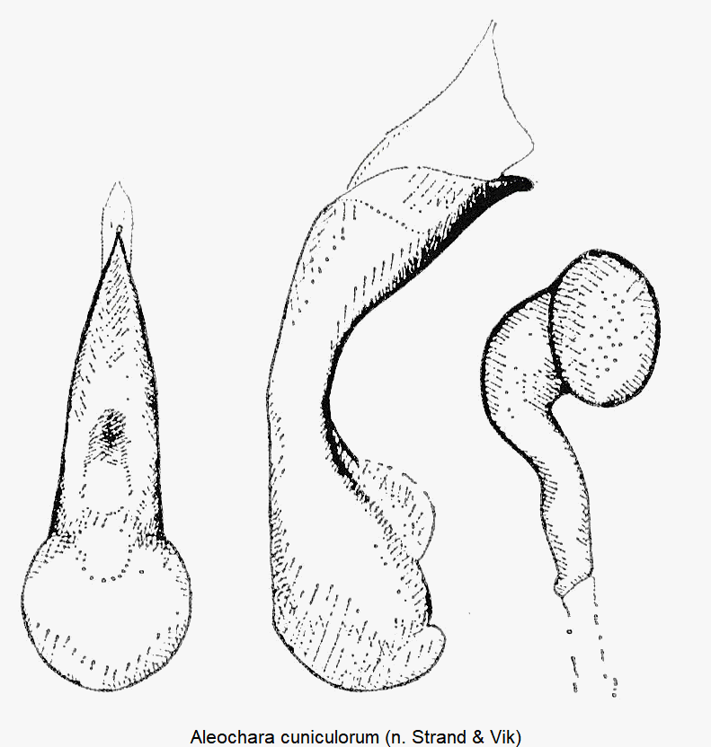 aleochara_cuniculorum.gif