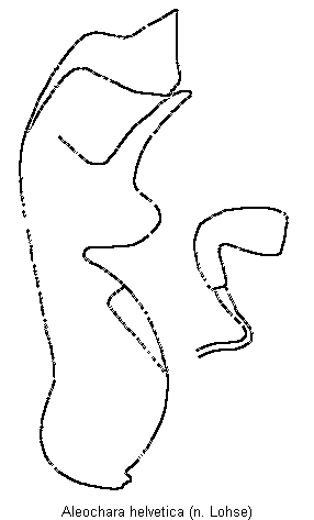 aleochara_helvetica.gif