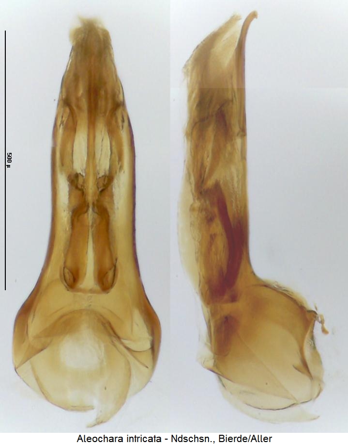 aleochara_intricata.jpg