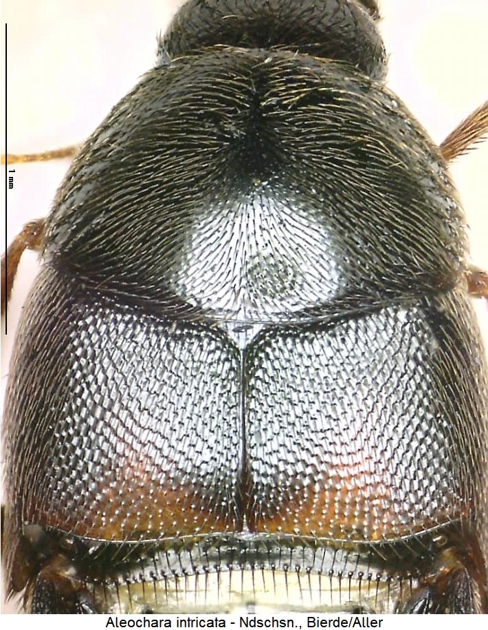 aleochara_intricata_vk.jpg