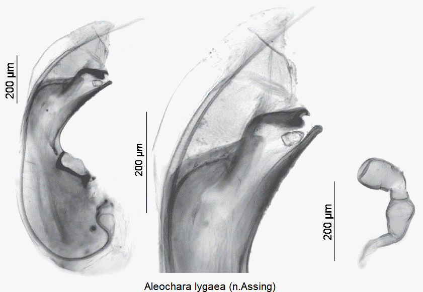 aleochara_lygaea-1.gif