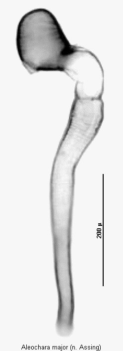 aleochara_major_sperm.gif