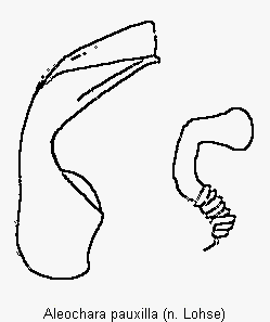 aleochara_pauxilla.gif
